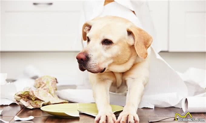 狗狗肠胃不好有哪些表现呢?