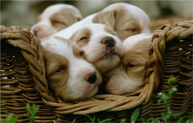 狗狗肠胃不好有哪些表现呢?