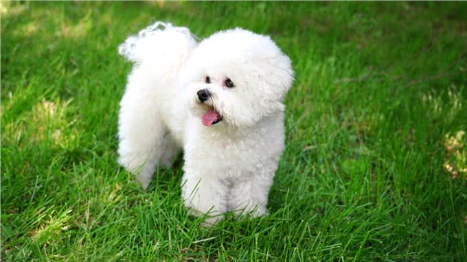 今年宠物价格飙升，购买数量大增，是不是贫穷限制了我的想象