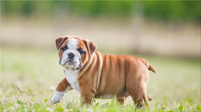 今年宠物价格飙升，购买数量大增，是不是贫穷限制了我的想象