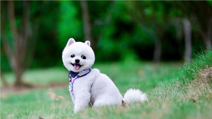 今年宠物价格飙升，购买数量大增，是不是贫穷限制了我的想象