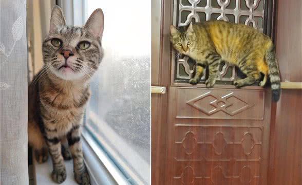 狸花猫究竟属于野猫还是宠物猫?