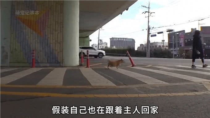 公狗在家门口等主人3年，肚子大的像怀孕一样，原因令人唏嘘