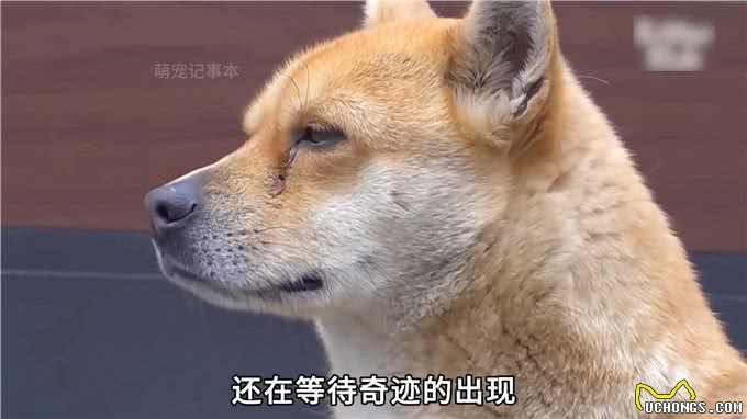 公狗在家门口等主人3年，肚子大的像怀孕一样，原因令人唏嘘