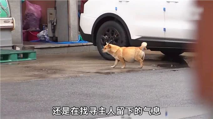 公狗在家门口等主人3年，肚子大的像怀孕一样，原因令人唏嘘