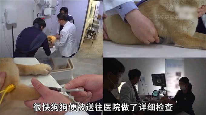 公狗在家门口等主人3年，肚子大的像怀孕一样，原因令人唏嘘