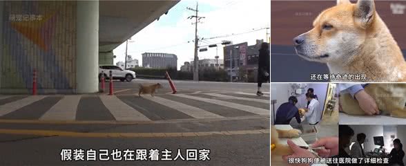 公狗在家门口等主人3年,肚子大的像怀孕一样,原因令人唏嘘