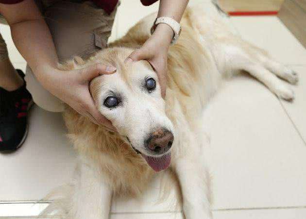 狗狗一生的五个阶段，你陪伴到哪里了?