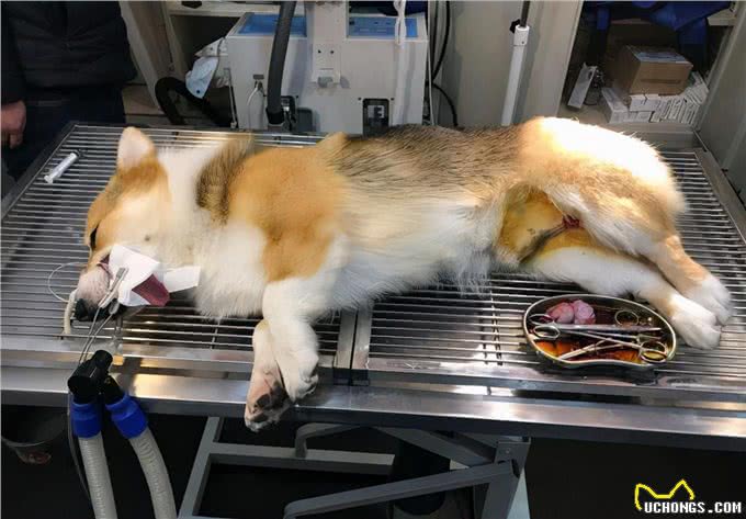 狗狗一生的五个阶段，你陪伴到哪里了?
