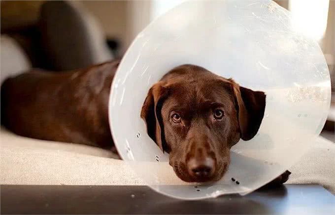 狗的甲状腺问题：这些是你需要知道的