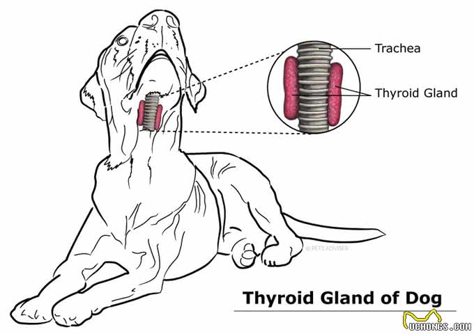 狗的甲状腺问题：这些是你需要知道的