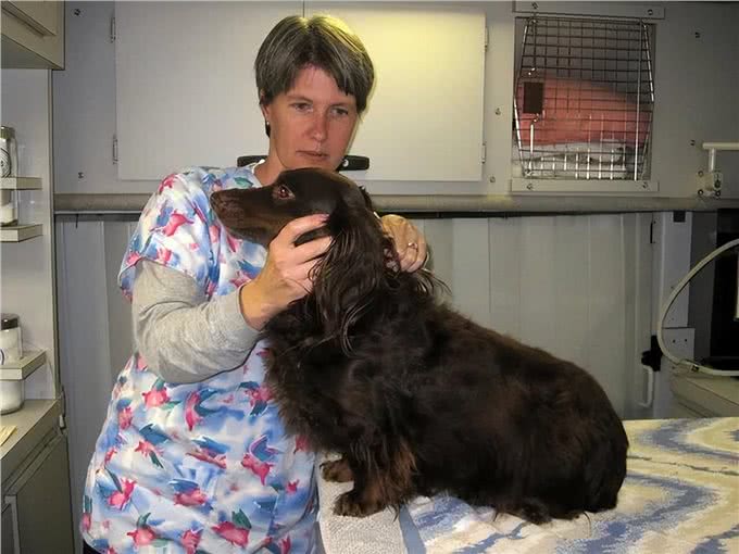 狗的甲状腺问题：这些是你需要知道的