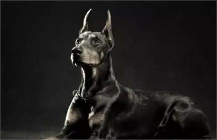 爱它就一定要学会护理它的这些技巧—杜宾犬