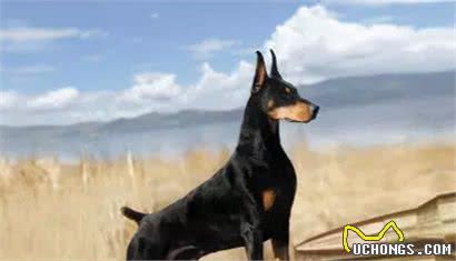 爱它就一定要学会护理它的这些技巧—杜宾犬