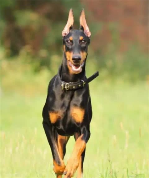 爱它就一定要学会护理它的这些技巧—杜宾犬