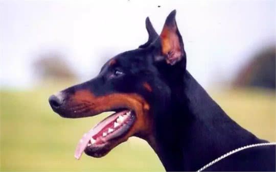 爱它就一定要学会护理它的这些技巧—杜宾犬