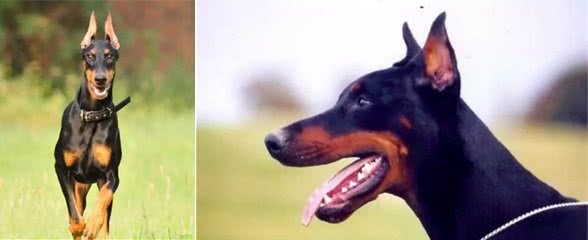 爱它就一定要学会护理它的这些技巧—杜宾犬