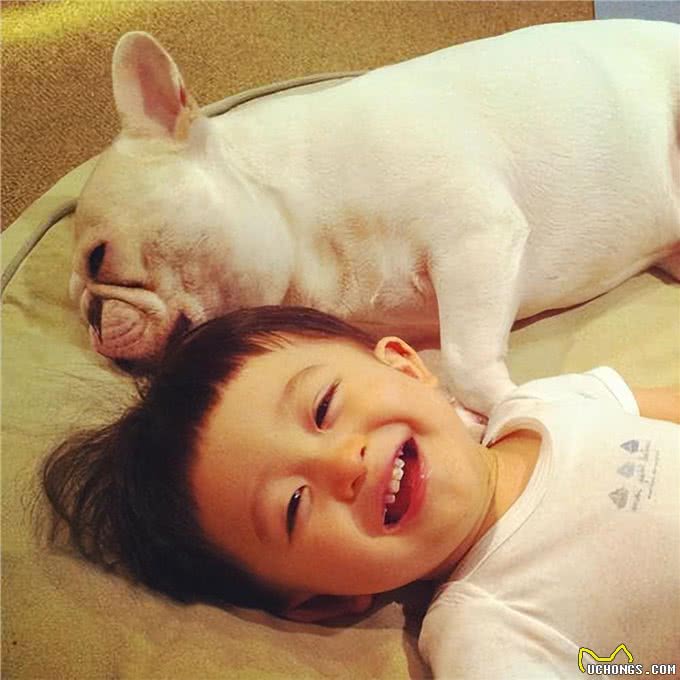 建议你养法斗是有原因的，养了就不想换狗了