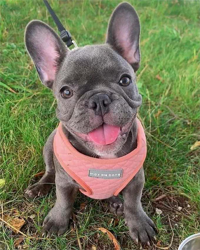 建议你养法斗是有原因的，养了就不想换狗了