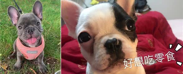 建议你养法斗是有原因的，养了就不想换狗了
