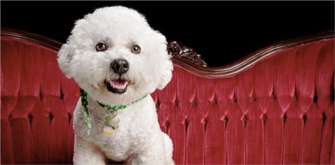 宠物百科-如何合理的安排比熊犬的食谱