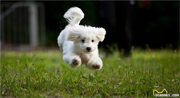 宠物百科-如何合理的安排比熊犬的食谱