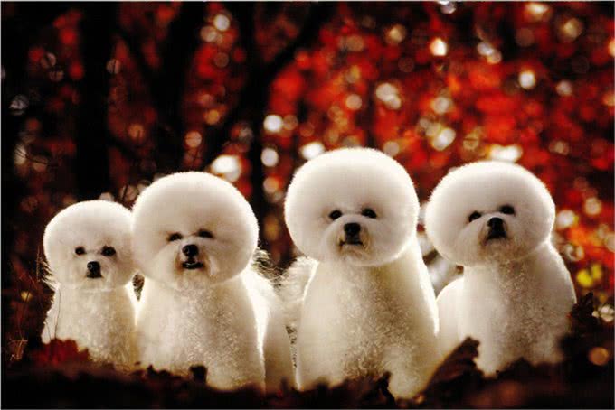 宠物百科-如何合理的安排比熊犬的食谱