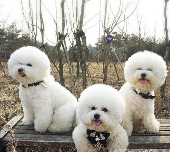 宠物百科-如何合理的安排比熊犬的食谱