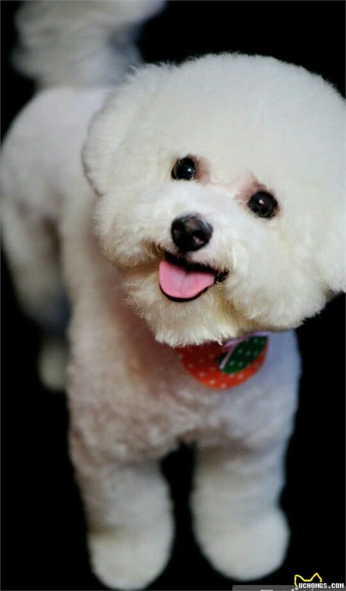 宠物百科-如何合理的安排比熊犬的食谱