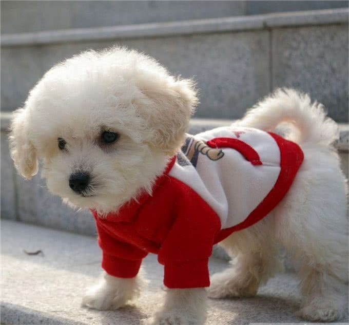 宠物百科-如何合理的安排比熊犬的食谱