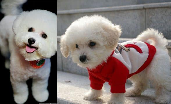 宠物百科-如何合理的安排比熊犬的食谱