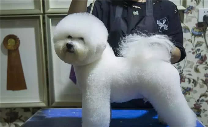 宠物美容师—这些年你们都误会他们了