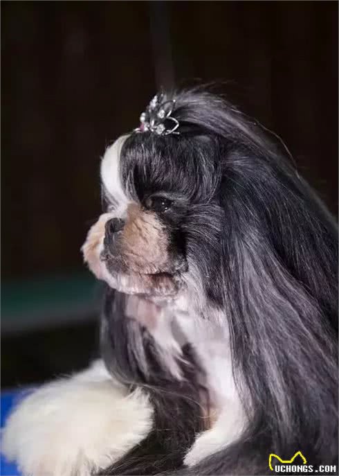 宠物美容师—这些年你们都误会他们了