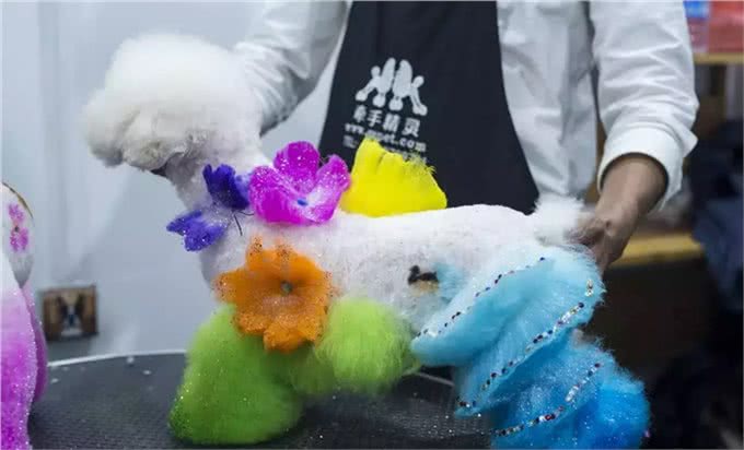 宠物美容师—这些年你们都误会他们了