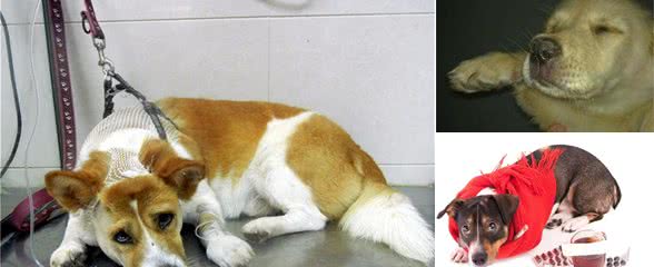 辟谣：狗狗发烧，咳嗽，流鼻涕不一定就是感冒，还有可能是犬瘟热