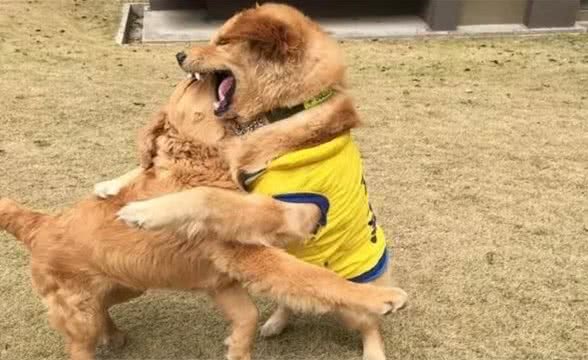解惑:狗鼻子为什么是湿的?狗鼻子干也可能是正常的，你知道吗?