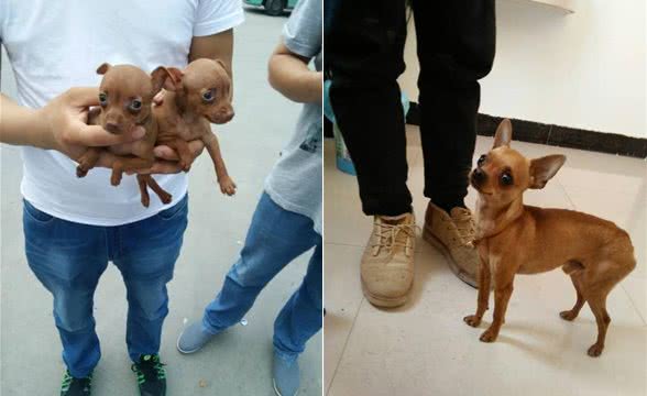 世界最小的狗小鹿犬，你见过吗?