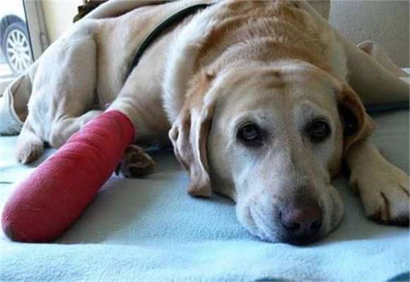 狗狗手术后恢复慢?教你正确做法，既补充营养，还能增强抵抗力