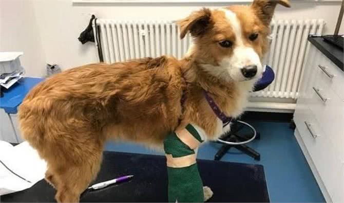 狗狗手术后恢复慢?教你正确做法，既补充营养，还能增强抵抗力