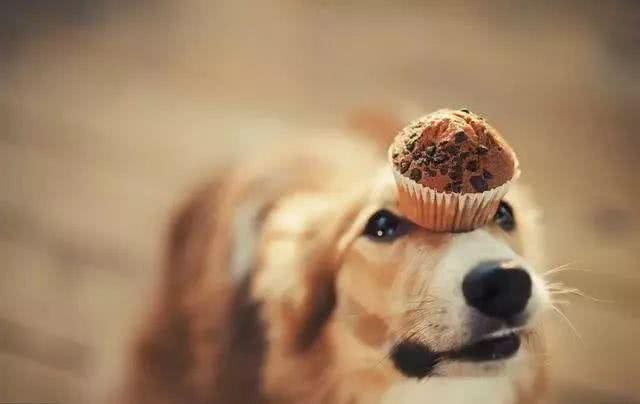 狗狗手术后恢复慢?教你正确做法，既补充营养，还能增强抵抗力