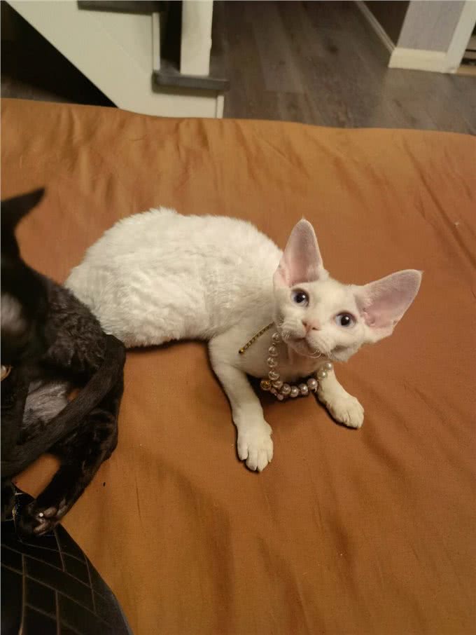 猫中智商排名:前三和后三,你意想不到!