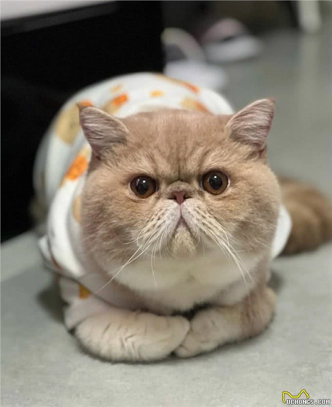 猫中智商排名:前三和后三,你意想不到!