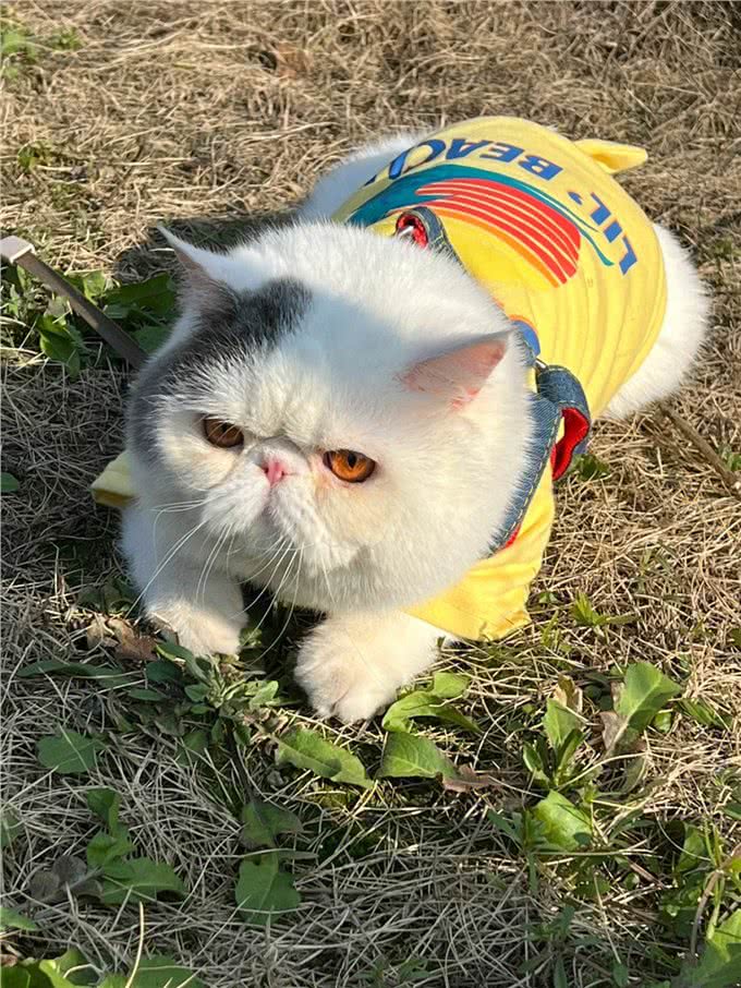 猫中智商排名:前三和后三,你意想不到!