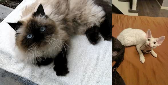 猫中智商排名:前三和后三，你意想不到!