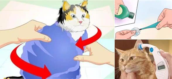 科普|给猫咪测量体温的正确方法