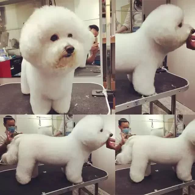 白白胖胖的比熊犬性格好不好呢?适合养吗