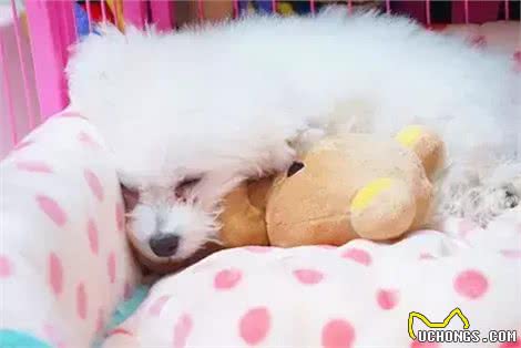 白白胖胖的比熊犬性格好不好呢?适合养吗