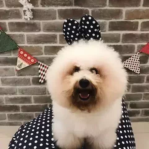 白白胖胖的比熊犬性格好不好呢?适合养吗