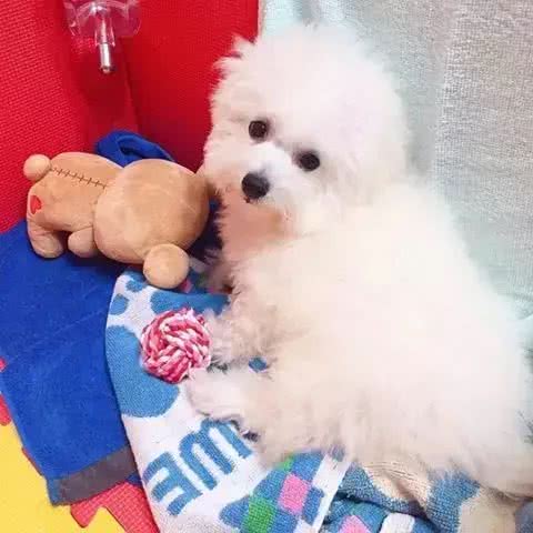 白白胖胖的比熊犬性格好不好呢?适合养吗