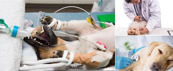 辟谣：母犬腹部增大，乳房增大是怀孕了?并非如此，有可能是假孕